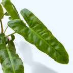 Philodendron Paraiso Verde 2pp