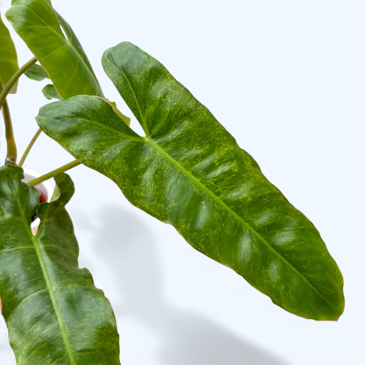 Philodendron Paraiso Verde 2pp