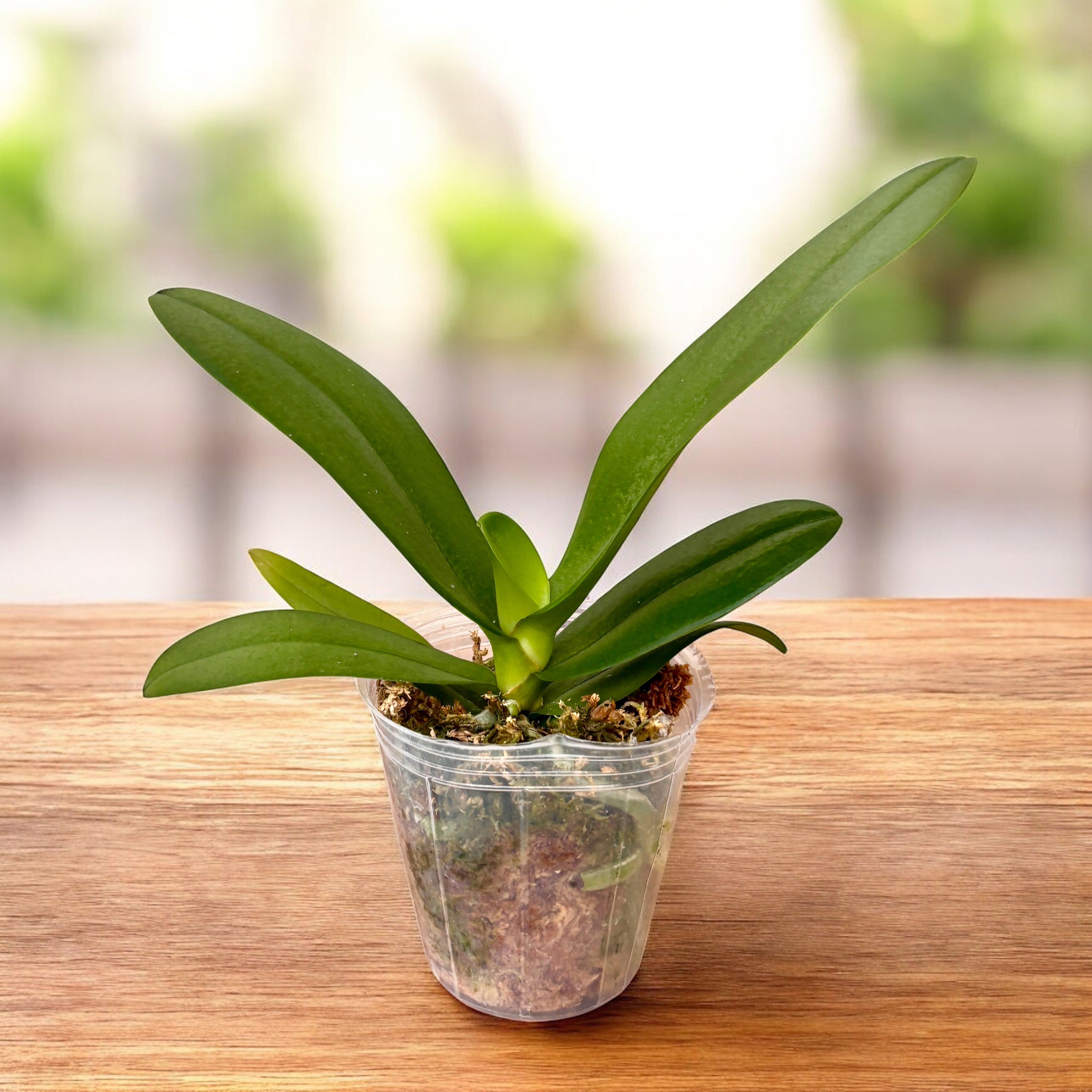 Phalaenopsis Pink Crystal – Secret Garden Plant Shop