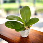 Phalaenopsis Sogo Relex (peloric) - flori cerate parfumate