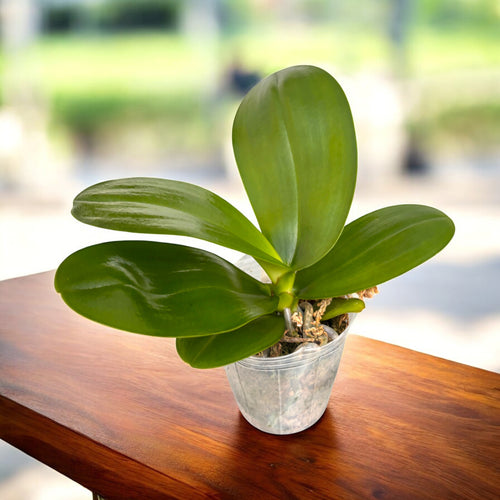 Phalaenopsis Sogo Relex (peloric) - flori cerate parfumate