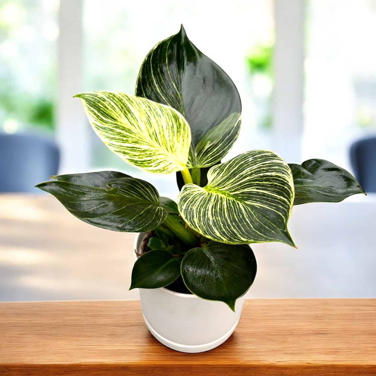 Philodendron Birkin – variegatie eleganta