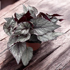 Begonia 'Arctic Breeze'