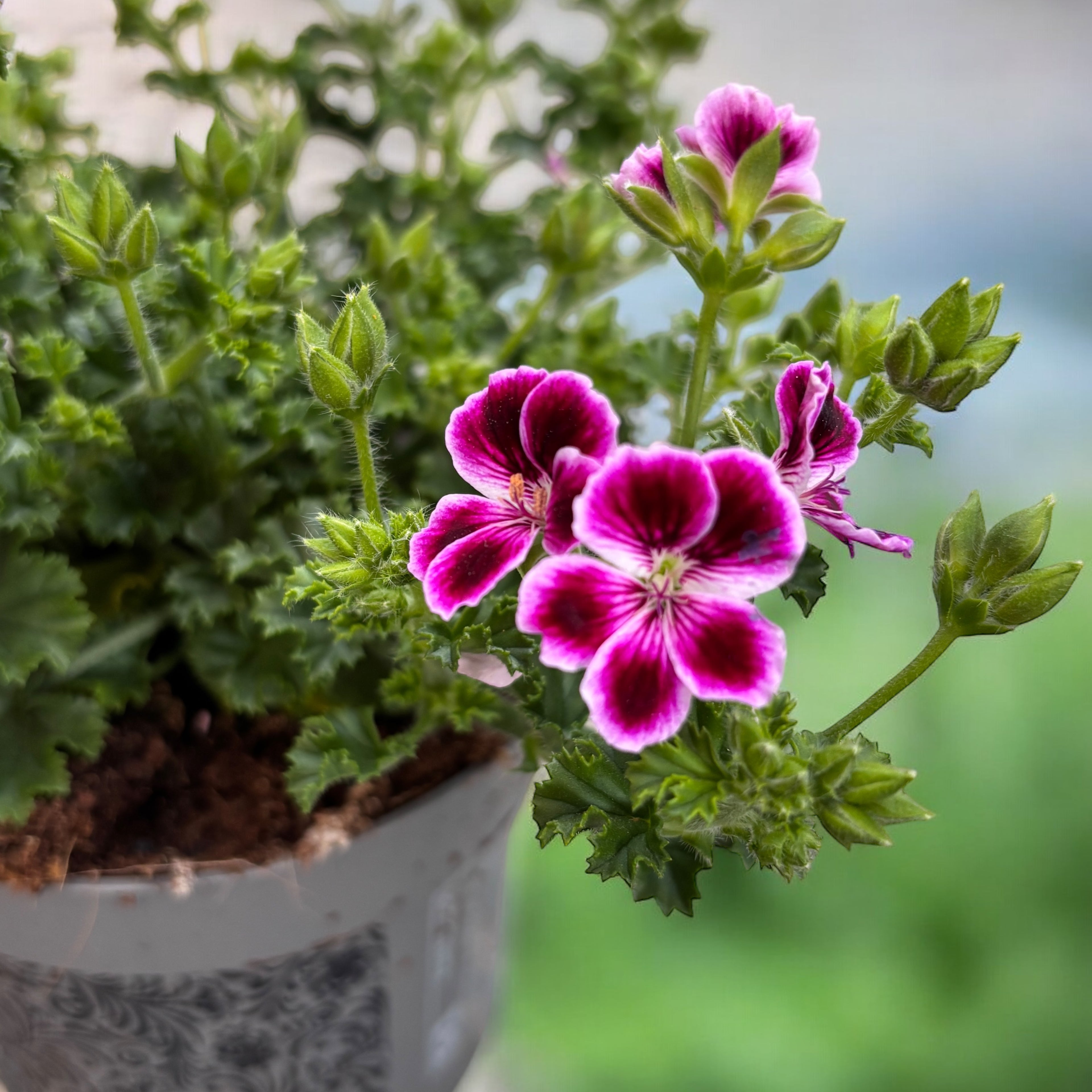 Muscate - Pelargonium ‘Angel Nina’
