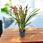 Cymbidium Claire - spektakularen hibrid
