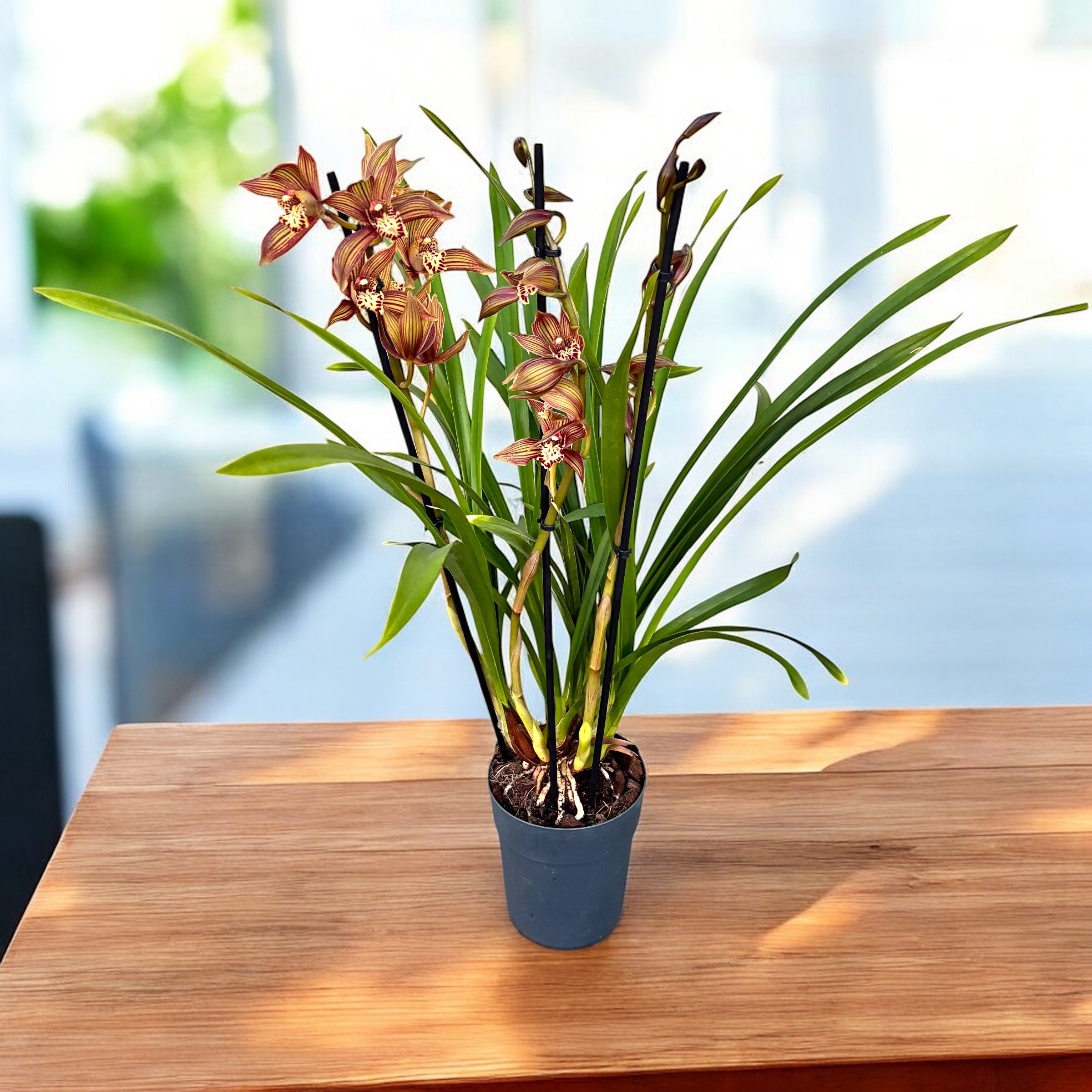 Cymbidium Claire - orhidee de colectie