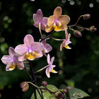 Phalaenopsis Scention (Aromio Fresh) - fiori intensamente profumati