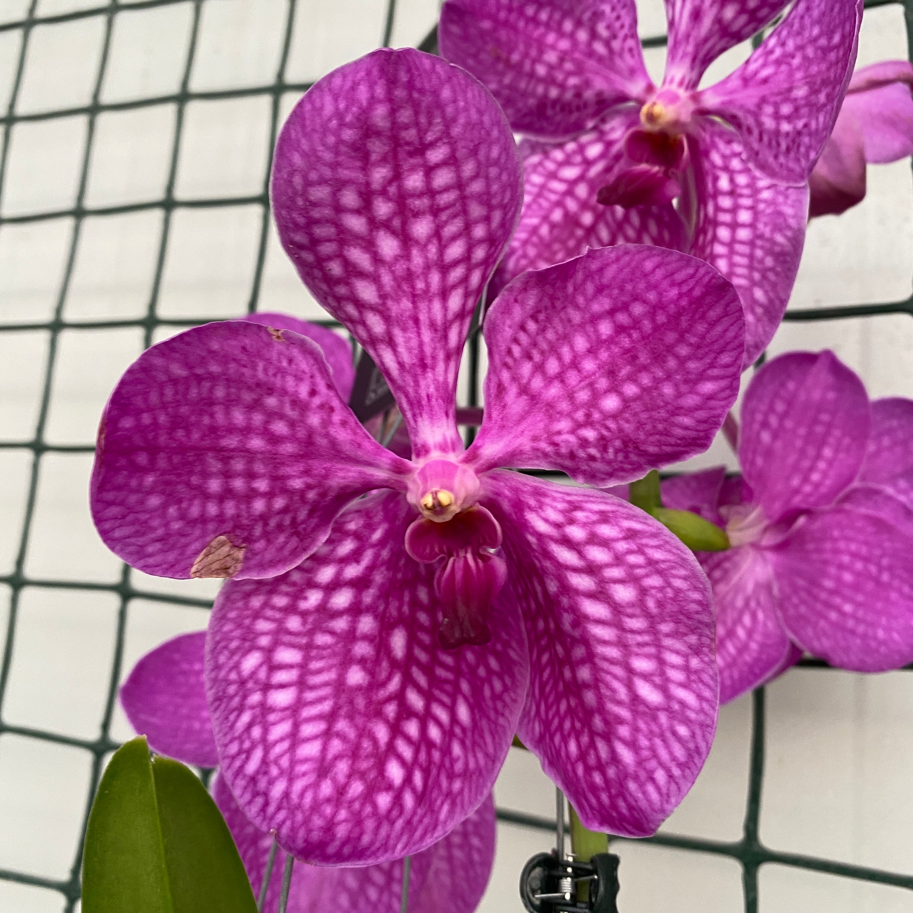 Vanda NITAYA Candy Pink (ANSU)