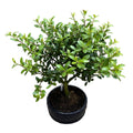 Bonsaj Ilex