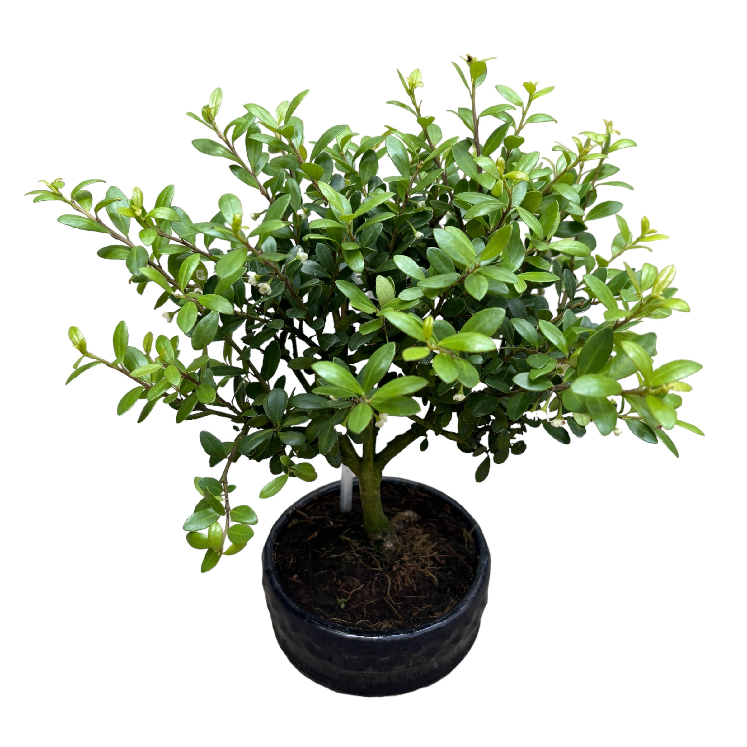 Bonsai Ilex
