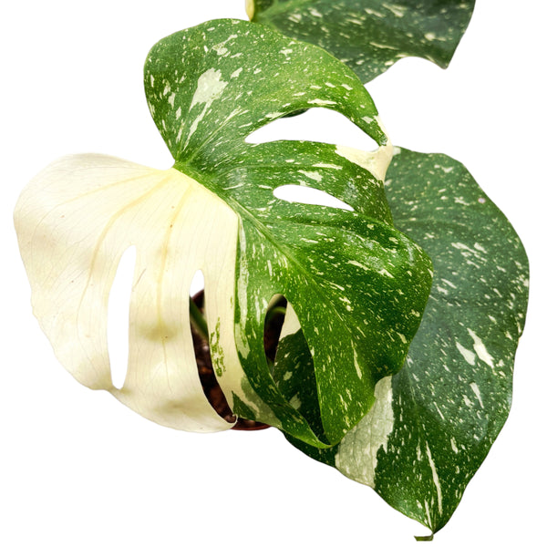 Sternbild Monstera Thai (MTC#21)