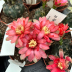 Gymnocalycium baldianum mix D8