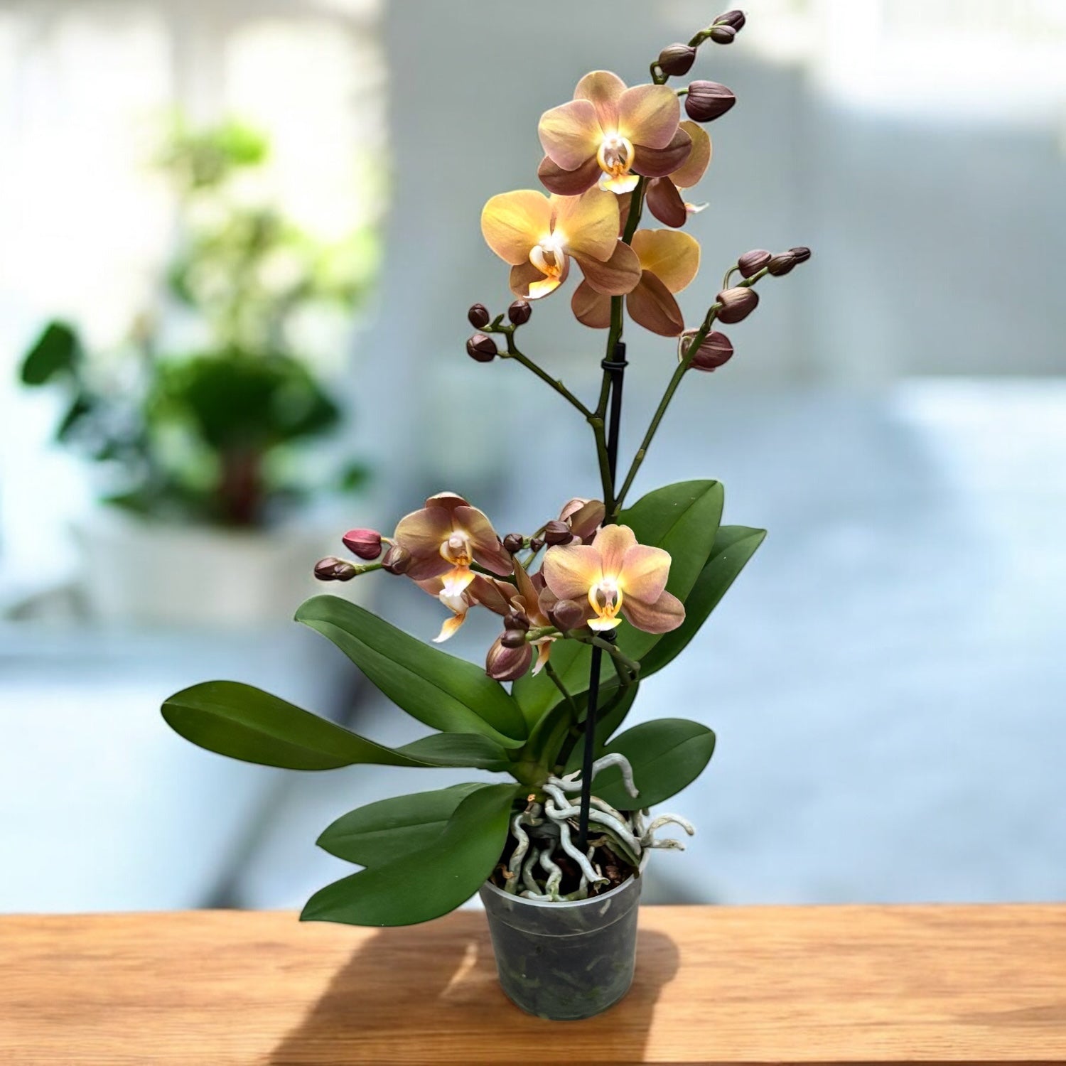 Phalaenopsis Monaco