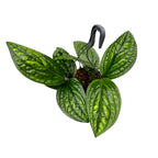 Monstera Peru (Monstera karstenianum) D15