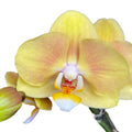 Phalaenopsis Limpopo (variation)