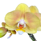 Phalaenopsis Limpopo (variation)
