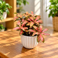 Fittonia 'Skeleton' - Planta Mozaic cu nervuri roz intens