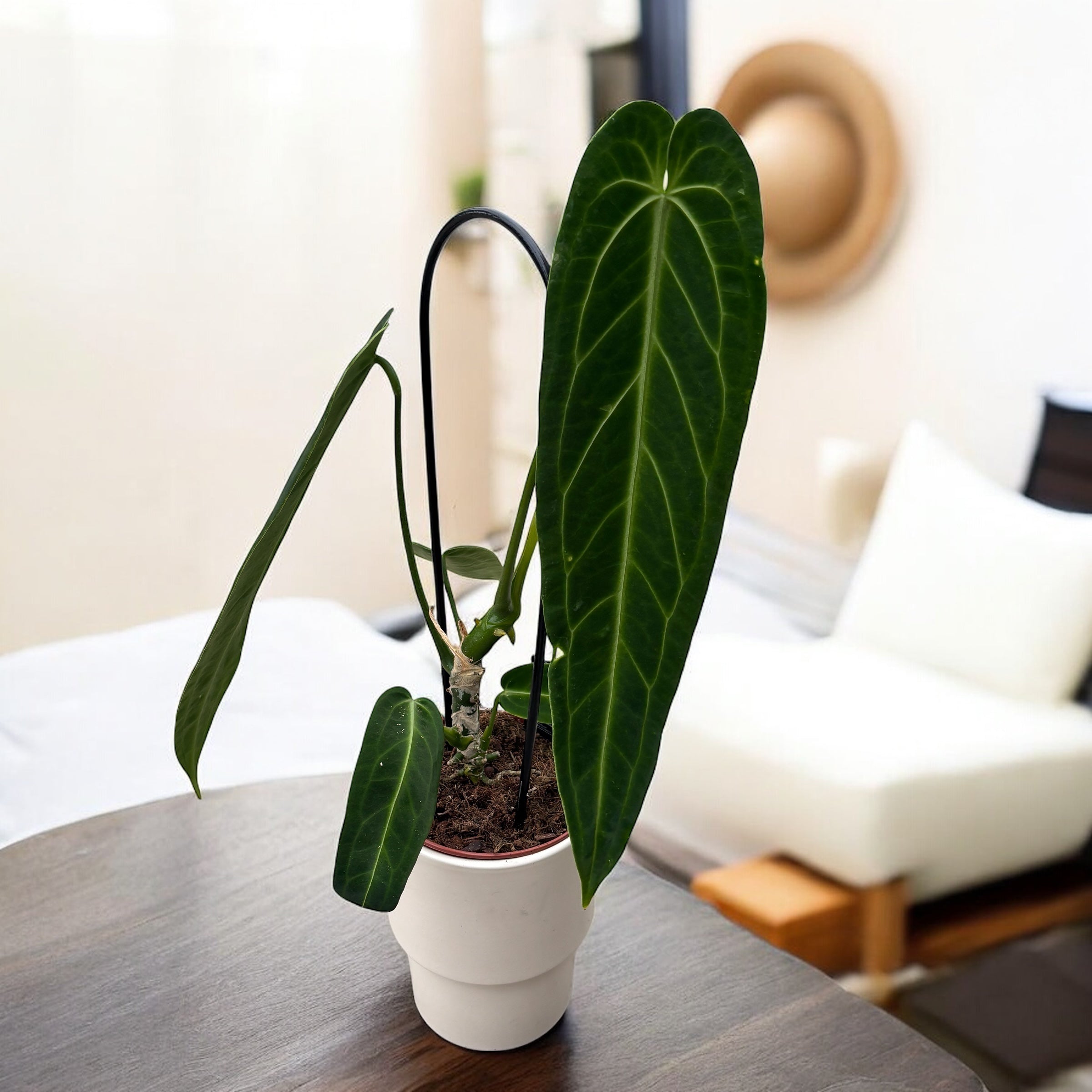 Anthurium warocqueanum (Queen Anthurium)