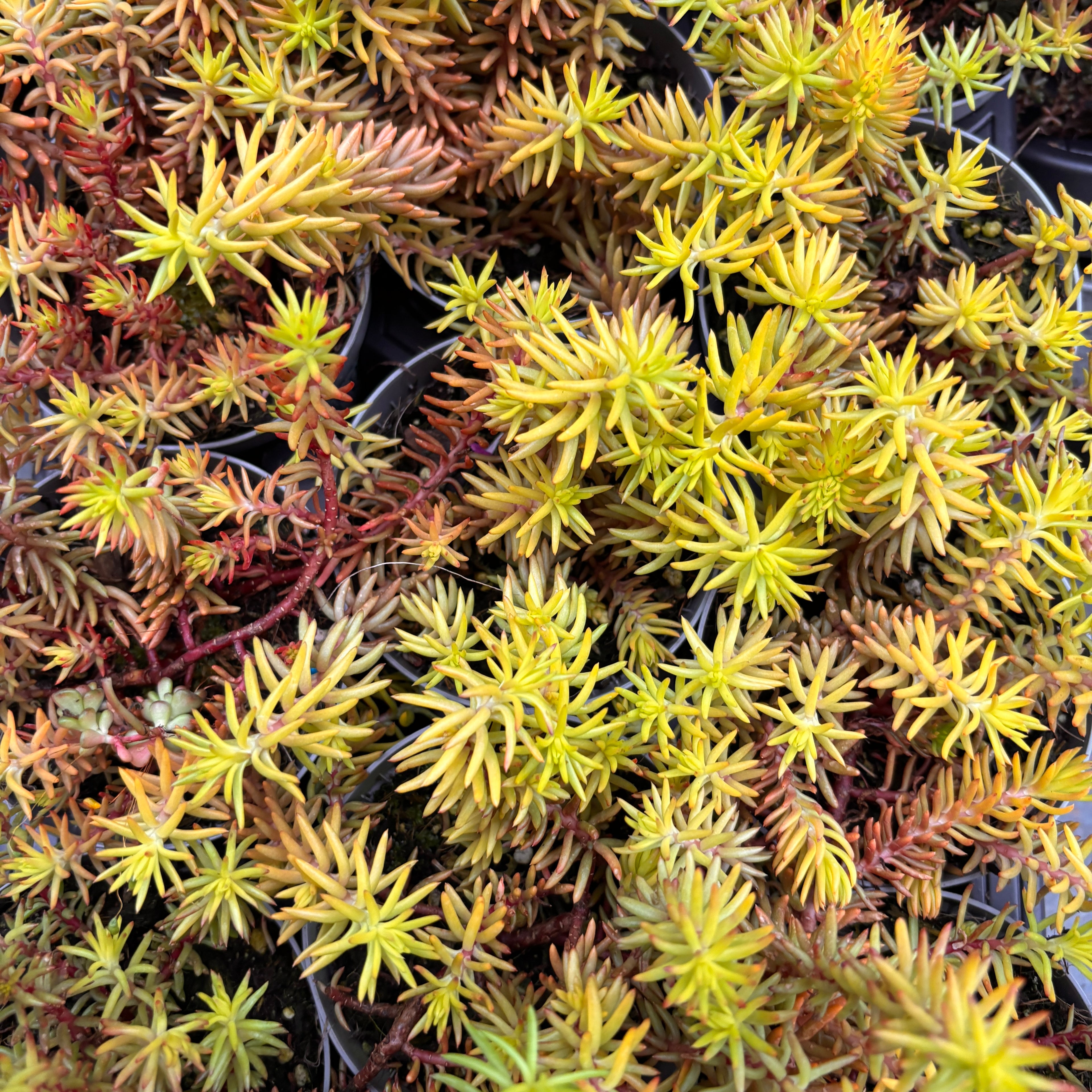 Sedum reflexum ‘Angelina’ – covor auriu spectaculos