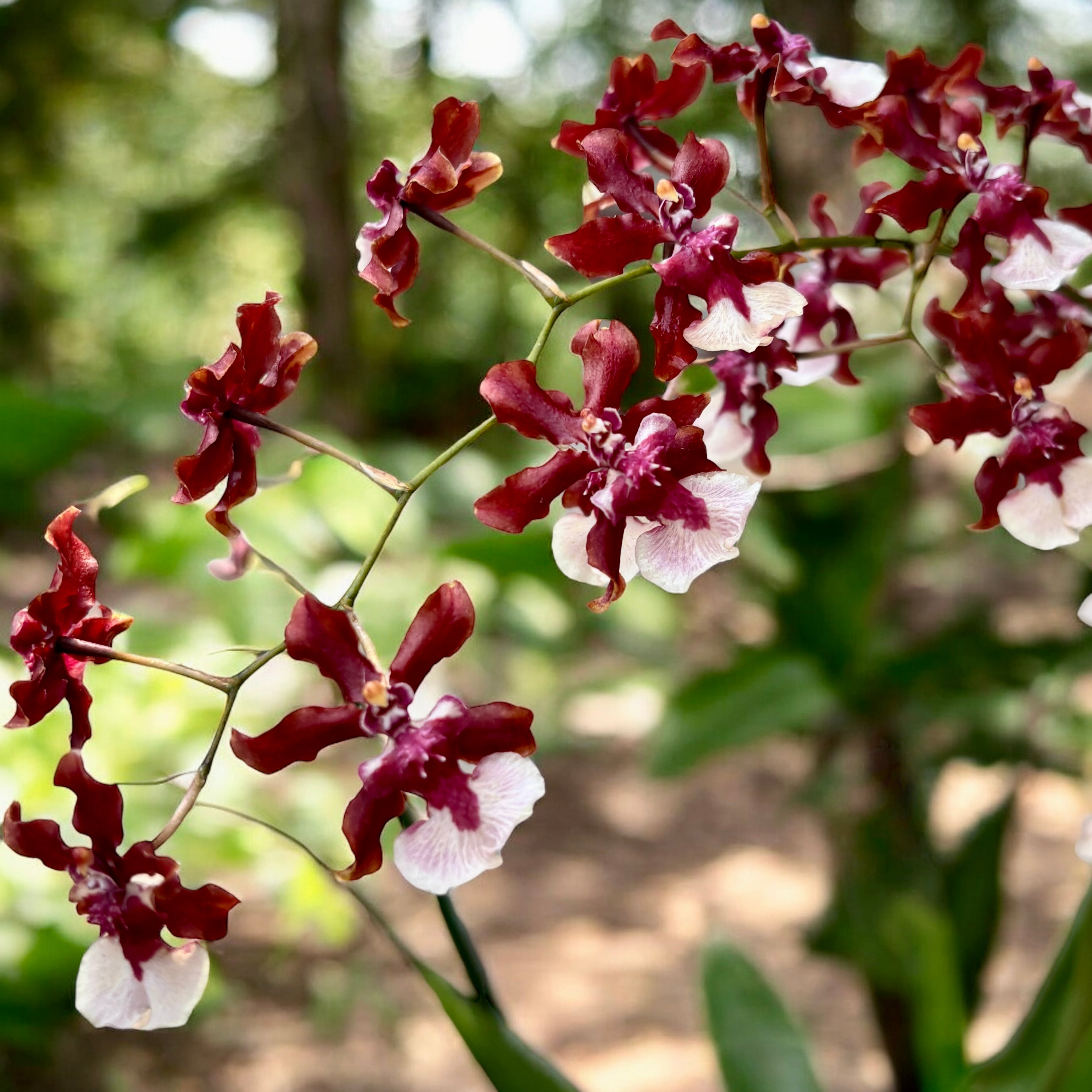 Oncidium Sharry Baby Sweet Chocolate Fragrance (intensely scented flowers)