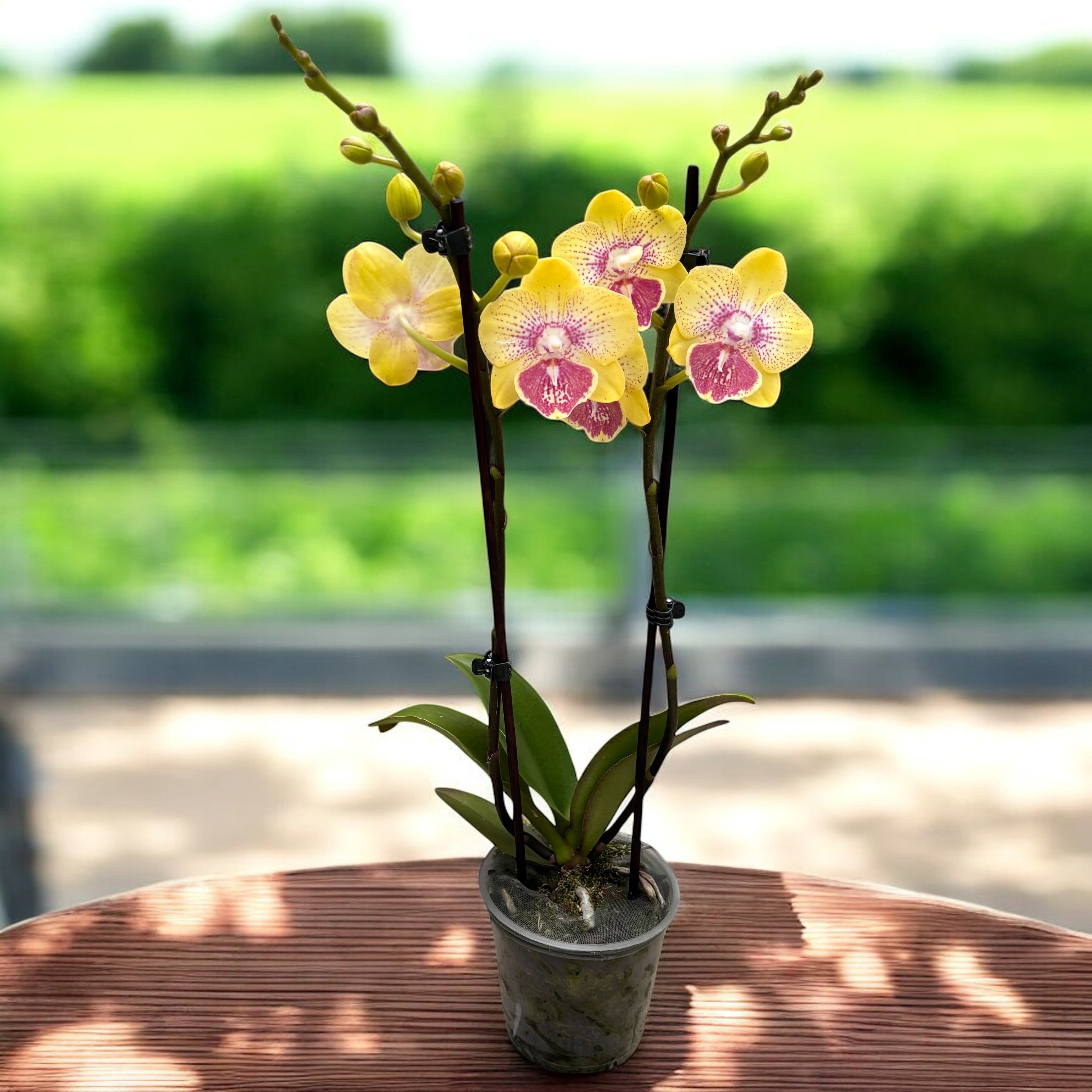 Phalaenopsis Long Pride Kris