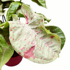 Syngonium Milk Confetti (silná panachácia)