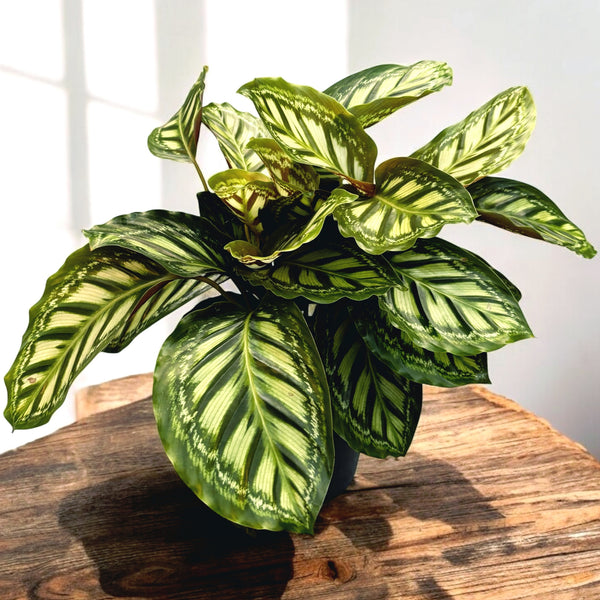 Calathea Flamestar XL - Planta paun