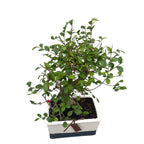 Bonsai Zelkova (vattensystem)