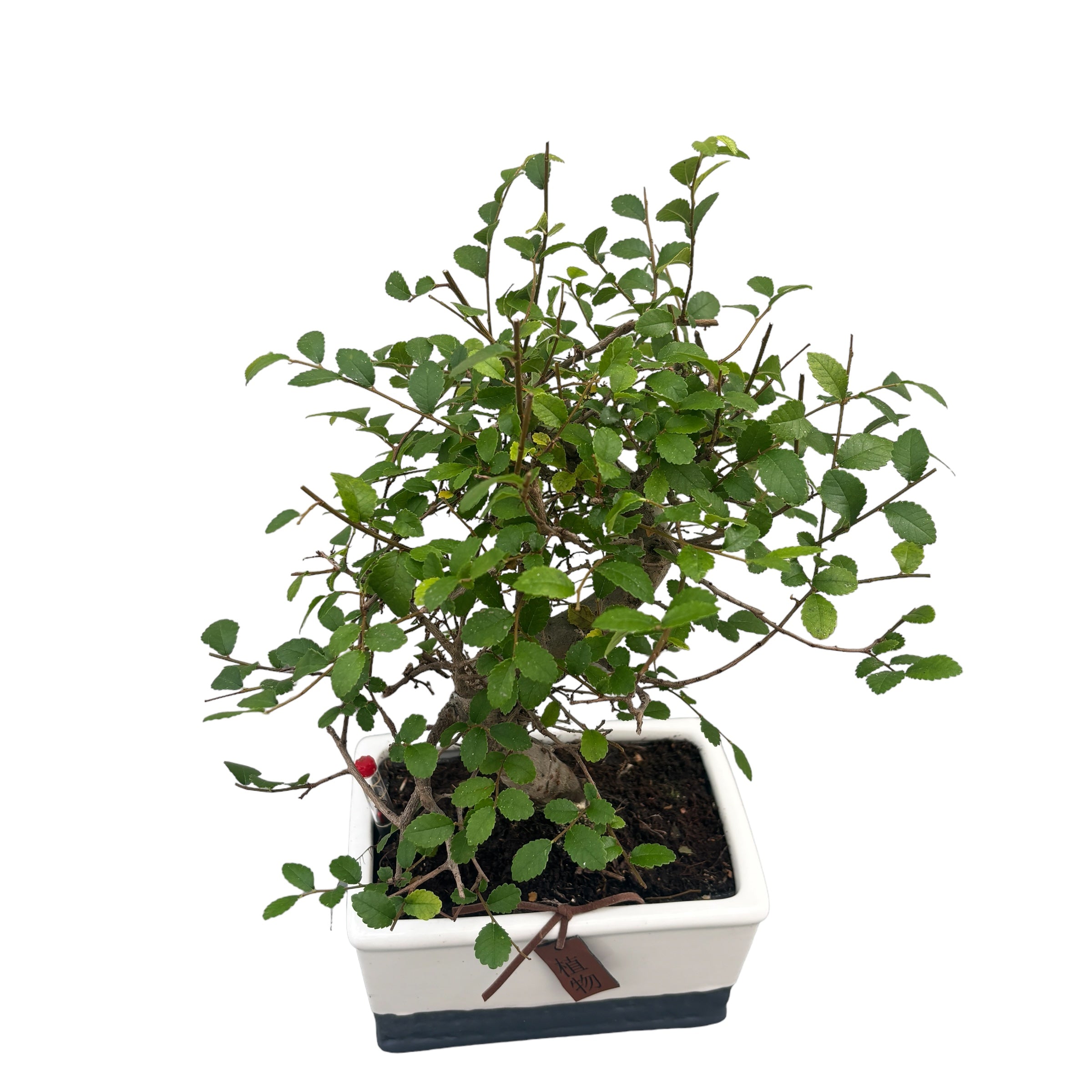 Bonsai Zelkova (watersystem)