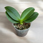 Phalaenopsis I-Hsin Agra '503'