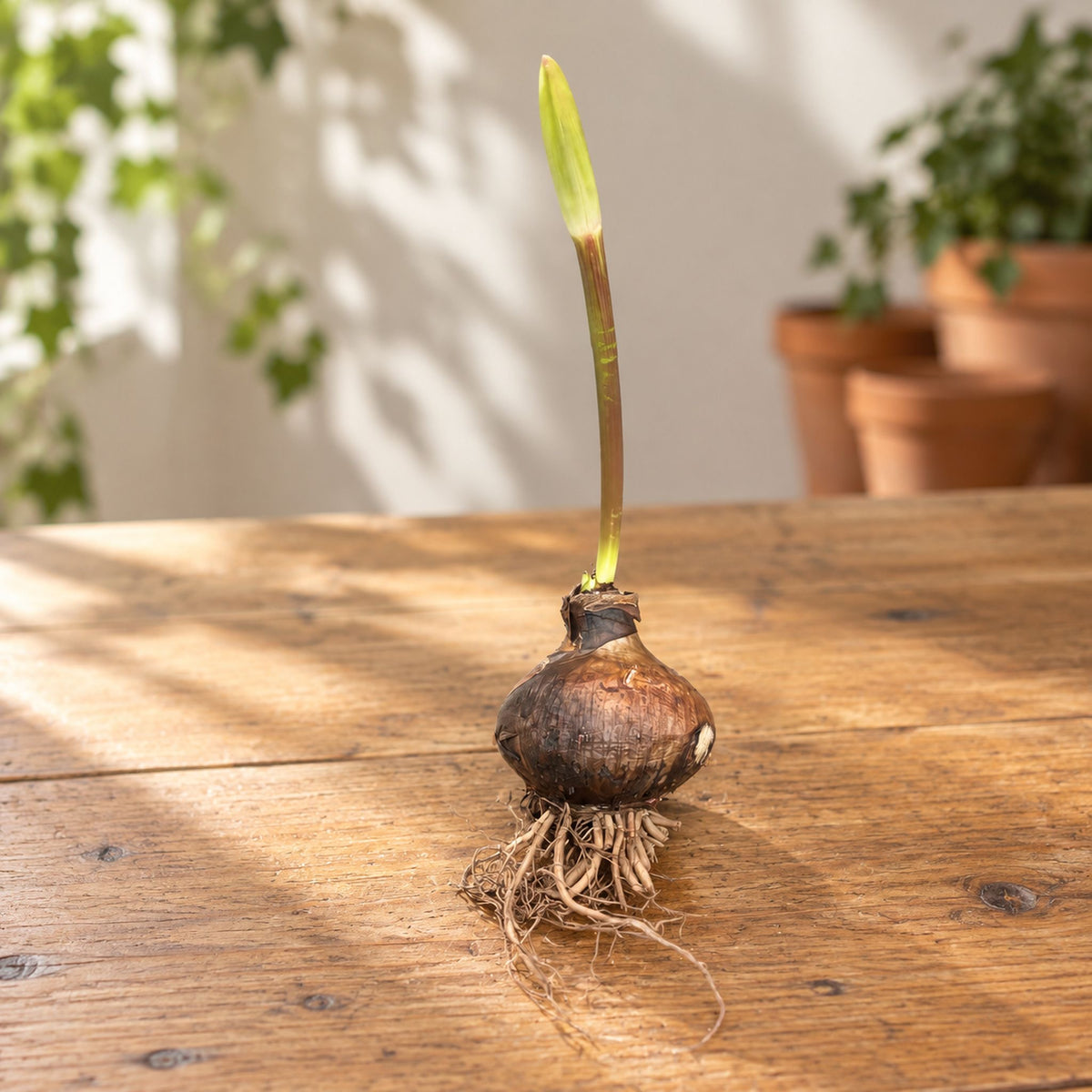 Hippeastrum ‘Tarantula’ - egzotikus, pókszerű virágú amarillisz hagymája