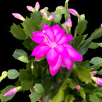 Schlumbergera Cyber Dancer (craciunita roz) - exemplare XL