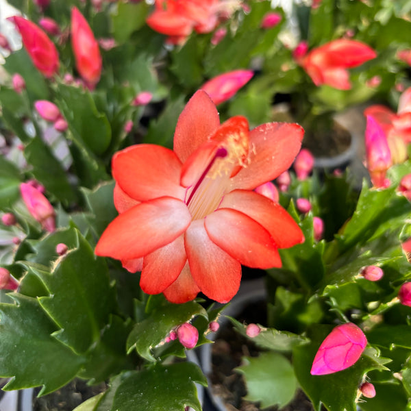 Schlumbergera 'Orange Flame' (Weihnachten) 2 Seiten