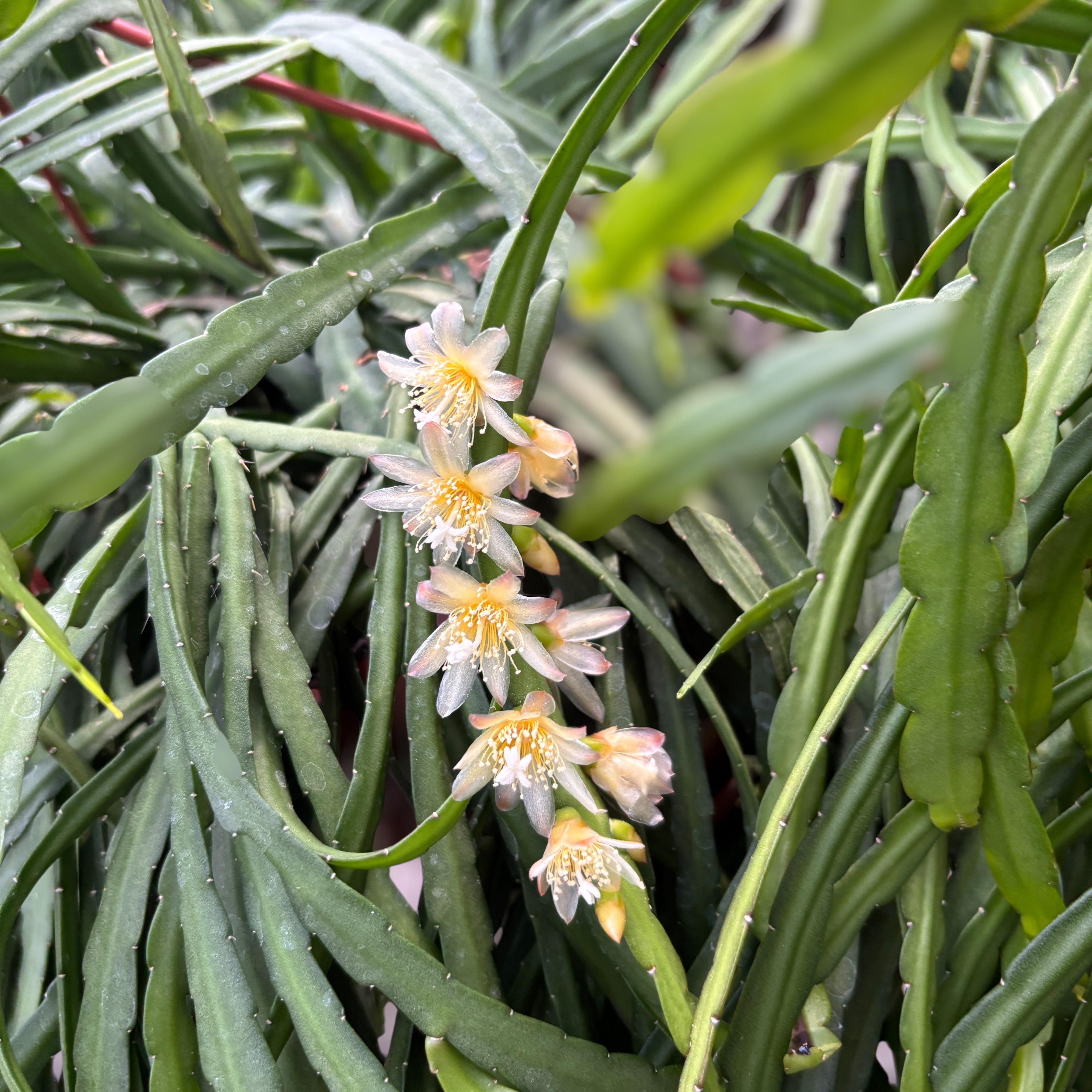 Lepismium bolivianum - cactusul de padure - exemplare XL