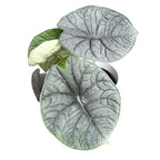 Alocasia Melo (Rugosa)