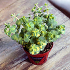 Sedum sieboldii Mediovariegatum (Tarka varjúháj)
