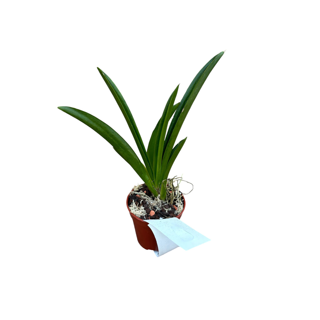 Tolumnia Jairak Rainbow 'Horúca ružová'