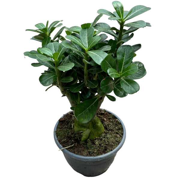 Adenium Obesum XXL-Mix