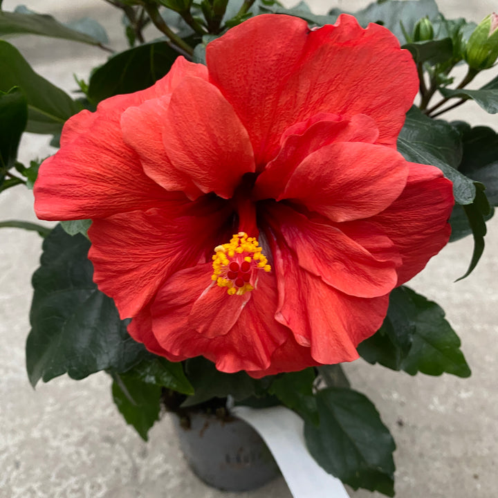 Hibiscus Adonicus 'Double Orange'-