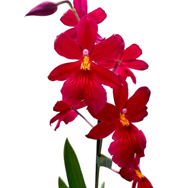 Burrageara Nelly Isler 'Red Velvet' intensely fragrant flowers