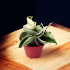 Hoya compacta 'Regalis' (albomarginata) D6