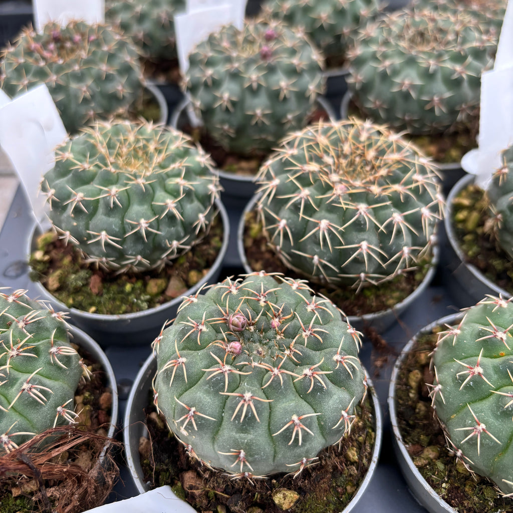 Gymnocalycium quehlianum