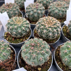 Gymnocalycium quehlianum