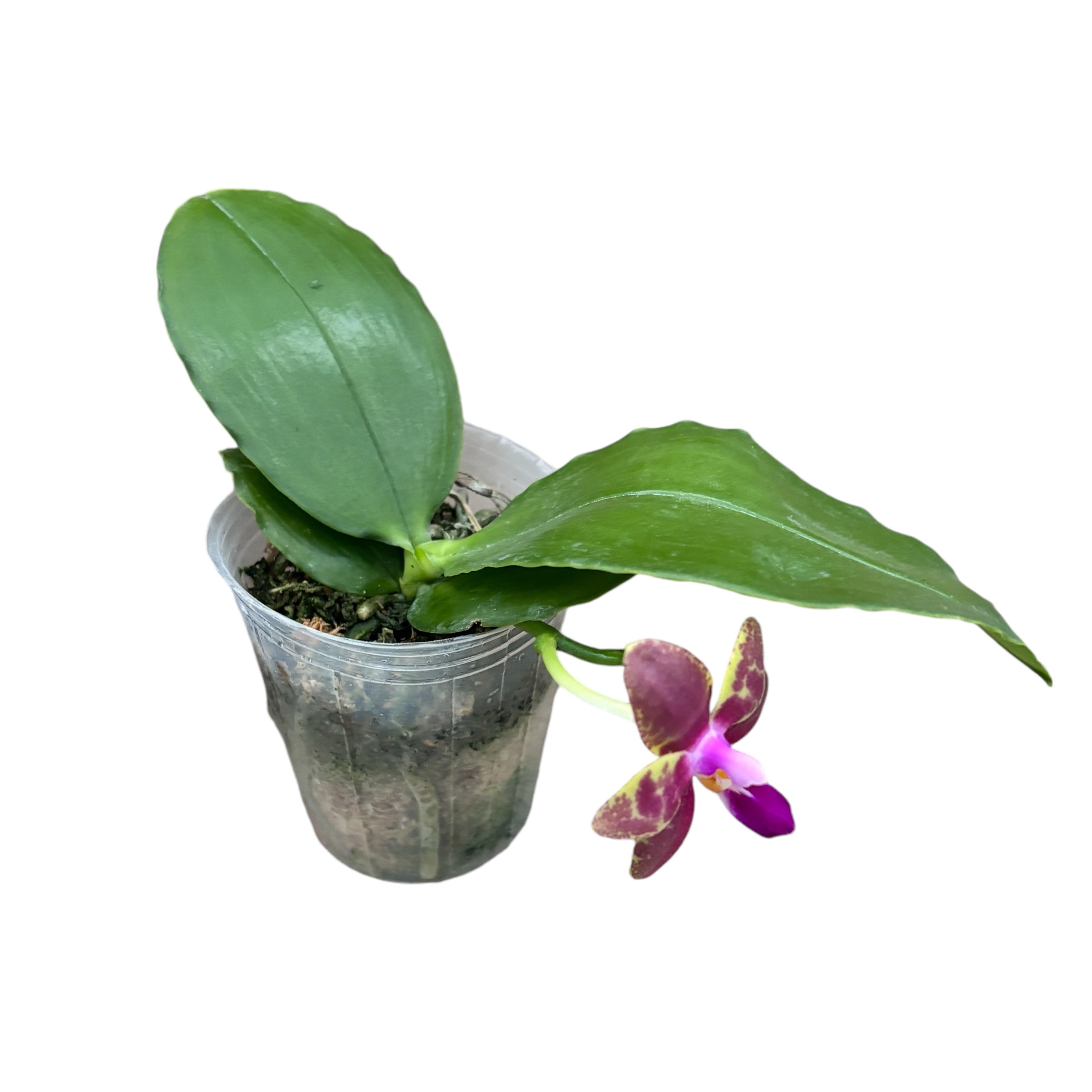 Phalaenopsis Miki Cherry Tree 'Snake' - parfumata