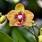 Phalaenopsis 'Elegant Charmer' (Karin Aloha) - eksoottisen viehättävä orkidea, jossa lämpimän sävyiset maalatut kukat