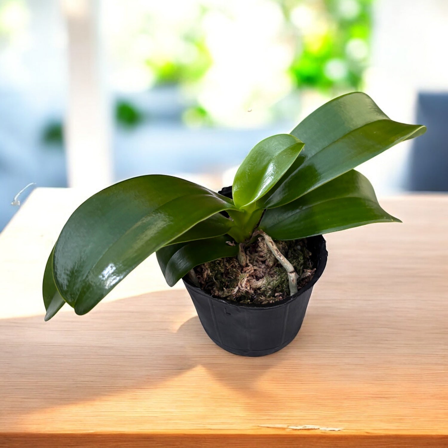 Phalaenopsis Pulchra - fleurs cireuses, parfumées