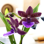 Zygopetalum 'Impasto Blue' - intenzívne voňavé kvety