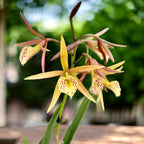 Brassocattleya Yellow Bird - fiori profumati