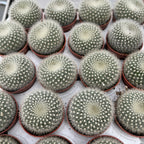 Notocactus Haselbergii (Brasilicactus) - cactus pitic cu flori mari