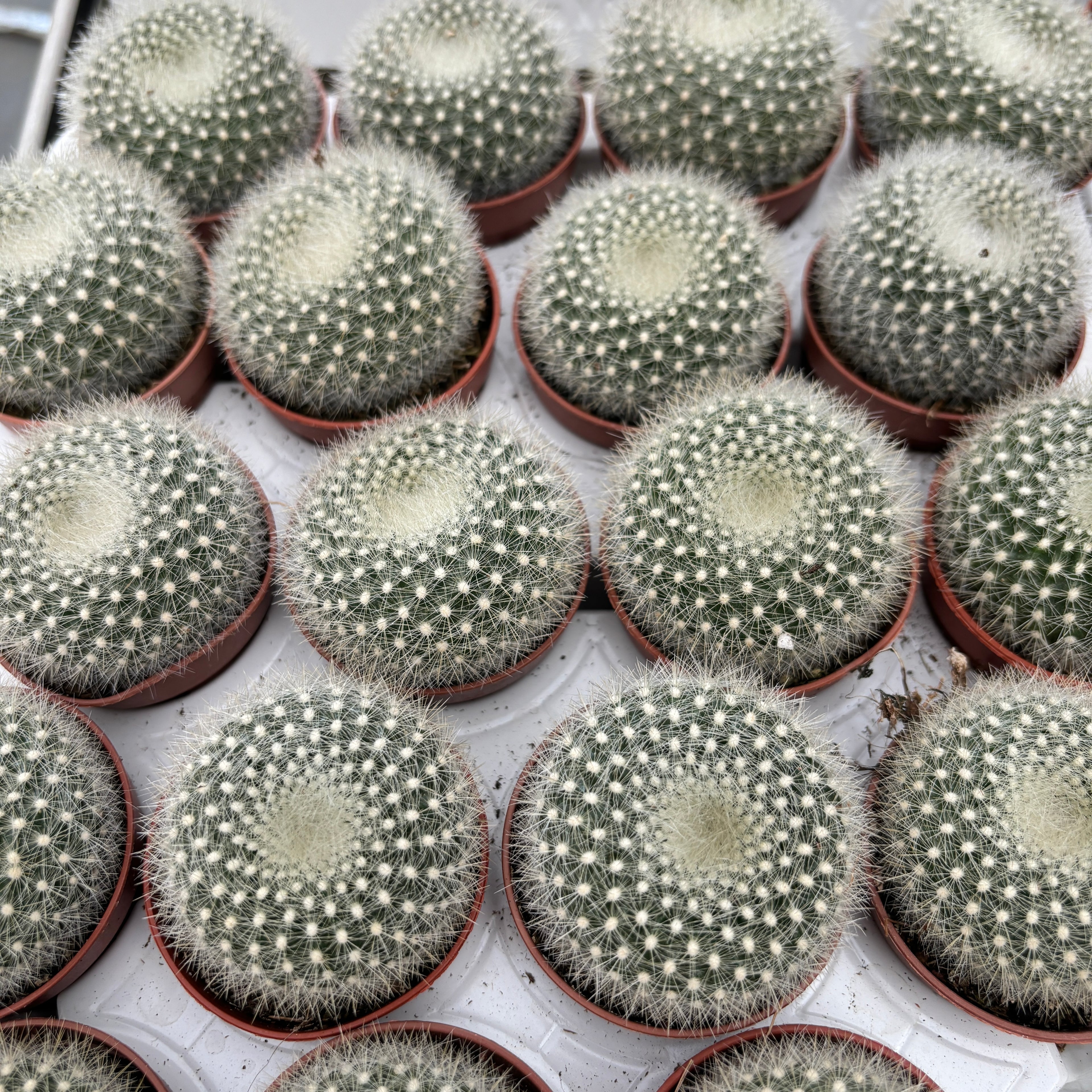 Notocactus Haselbergii (Brasilicactus) - cactus pitic cu flori mari